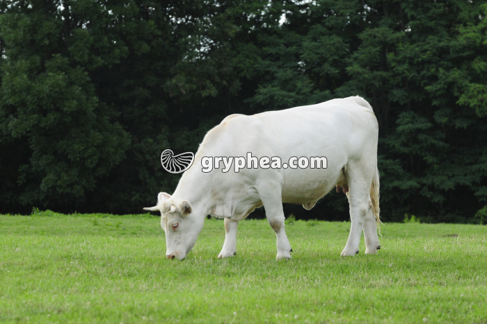 Vache - femelle broutant de l'herbe dans un pré (Bos taurus) - gryphea.org